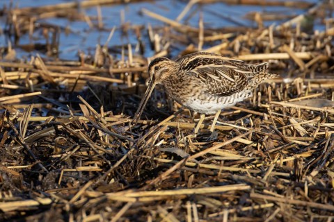 Common snipe (Gallinago gallinago) adult bird feeding in a reedbed, England, United Kingdom