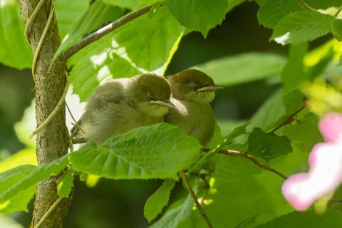 Blackcap (Sylvia atricapilla) two juvenile baby birds sleeping on a tree branch, England, United