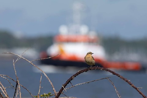 Northern wheatear (Oenanthe oenanthe) adult bird on a bramble branch with a boat in the background,