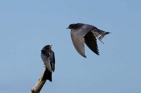 Barn swallow (Hirundo rustica) adult bird in flight with a young baby calling for food, England,