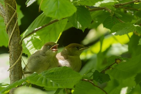 Blackcap (Sylvia atricapilla) two juvenile baby birds on a tree branch, England, United Kingdom