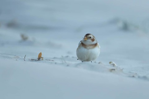 Snow bunting (Plectrophenax nivalis) adult bird feeding on a sandy beach in winter, England, United