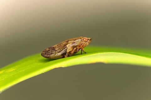 Alder foam cicada (Aphrophora alni), Valais, Switzerland