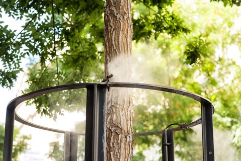 A tree is cooled with a fine mist of water by an urban irrigation system. The mist evaporates in