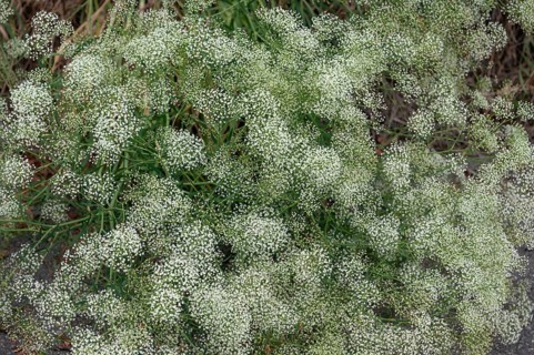 Sickle carrot (Falcaria vulgaris), Bavaria, Germany