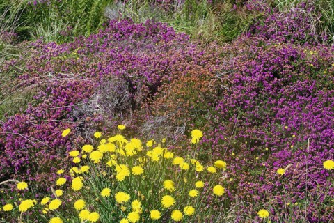 Colourful flower meadow with yellow dandelions and purple plants, bell heather, Stromness,