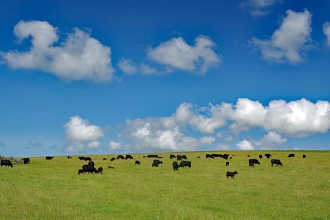 Black cows on a green meadow under a blue sky with white clouds, Mainland, Orkney Islands,