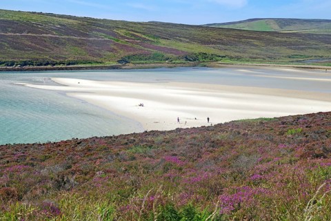 Empty sandy beach with gentle dunes and flowering heather under a clear sky, Mainland, Orkney