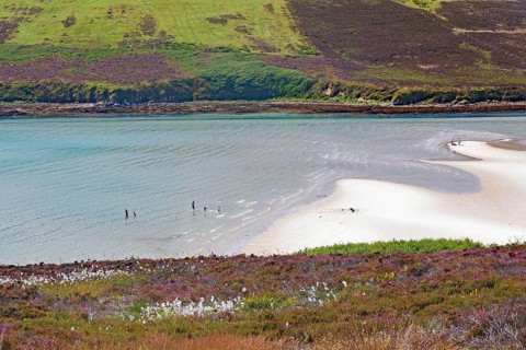 People enjoying leisure activities on a sandy beach with clear water, Mainland, Orkney Islands,