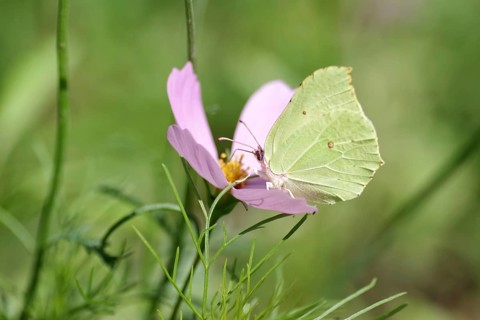 Lemon butterfly (Gonepteryx rhamni), colourful, nectar, summer, The lemon butterfly sucks nectar
