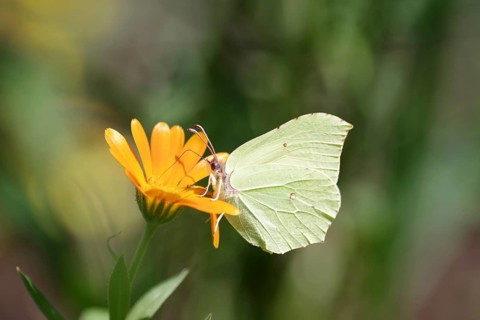 Lemon butterfly (Gonepteryx rhamni), marigold, nectar, The lemon butterfly sits on a marigold and