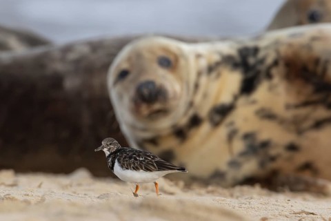 Grey seal (Halichoerus grypus) adult animal on a beach watching a Turnstone bird, Norfolk, England,