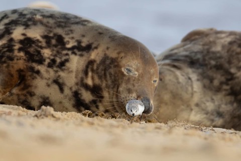 Grey seal (Halichoerus grypus) adult animal sleeping on a beach as a Sanderling wading bird feeds
