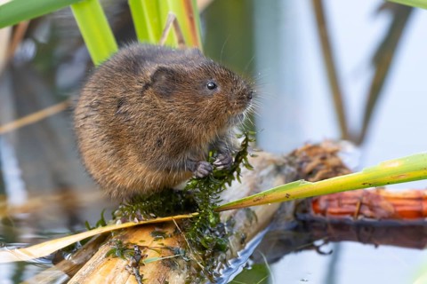 Water vole (Arvicola amphibius) adult animal feeding on pond weed in a lake, England, United