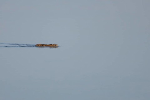 Brown rat (Rattus norvegicus) adult animal swimming on the water surface of a lake, England, United