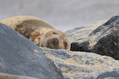 Grey seal (Halichoerus grypus) adult animal sleeping on rocks on a beach, Norfolk, England, United