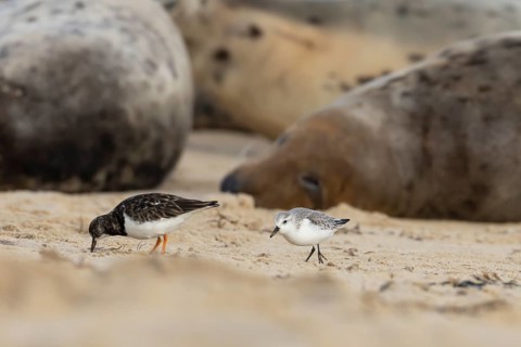 Grey seal (Halichoerus grypus) adult animal sleeping on a beach as a Turnstone and Sanderling birds