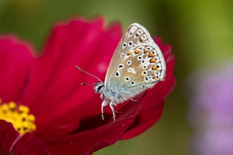 Common blue butterfly (Polyommatus icarus) adult insect on a Cosmos garden flower in summer,