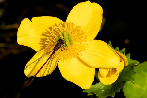 Large red damselfly (Pyrrhosoma nymphula) adult insect resting on a Kingcup yellow flower in a