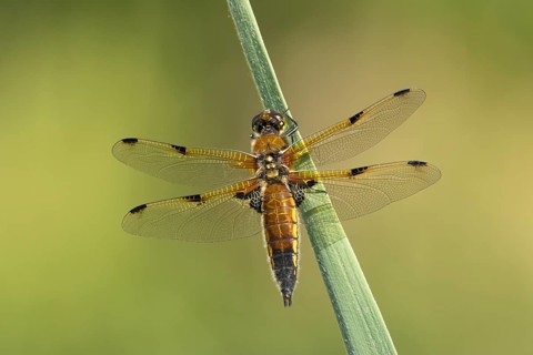 Four spotted chaser dragonfly (Libellula quadrimaculata) adult insect resting on a reed plant stem,
