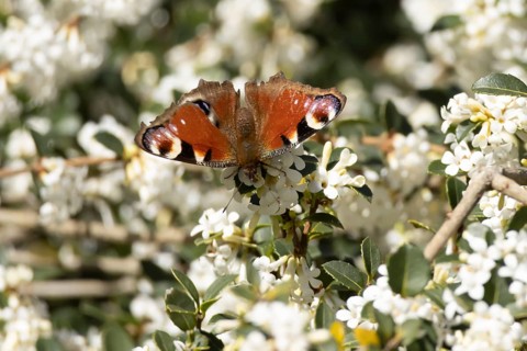 Peacock butterfly (Aglais io) adult insect feeding on white garden flowers in spring, England,