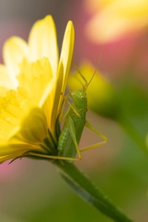 Oak bush cricket (Meconema thalassinum) adult insect resting on a yellow garden flower, England,
