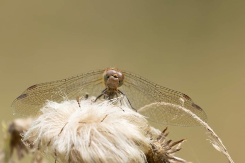 Common darter dragonfly (Sympetrum striolatum) adult insect resting on a plant seedhead, England,
