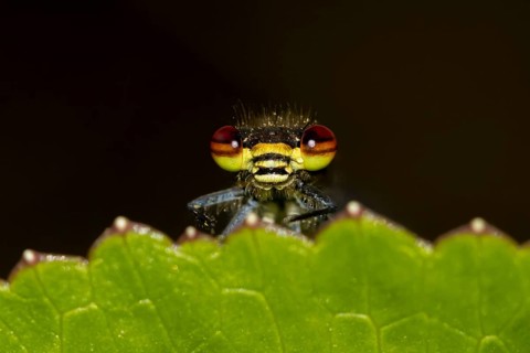 Large red damselfly (Pyrrhosoma nymphula) adult insect resting on a plant leaf in a garden,