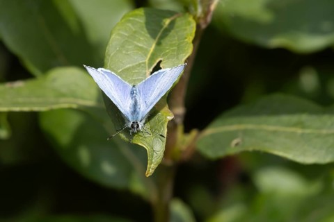 Holly blue butterfly (Celastrina argiolus) adult insect resting on a plant leaf in a garden,