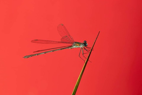 Emerald damselfly (Lestes sponsa) adult insect resting on a reed plant stem, England, United