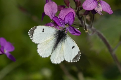 Orange tip butterfly (Anthocharis cardamines) adult female insect feeding on purple Honesty garden