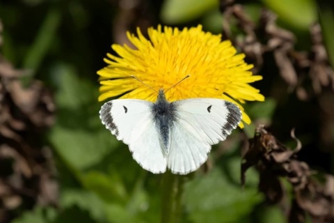 Orange tip butterfly (Anthocharis cardamines) adult female insect feeding on a Dandelion flower in