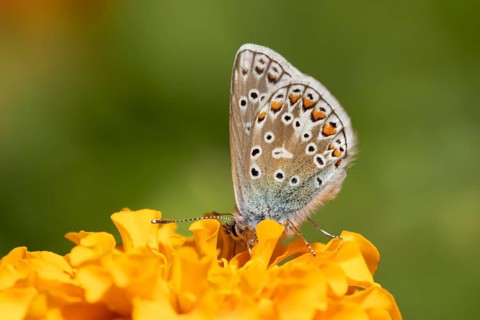 Common blue butterfly (Polyommatus icarus) adult insect feeding on a French marigold garden flower