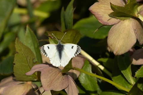 Orange tip butterfly (Anthocharis cardamines) adult female insect feeding on garden Hellebore