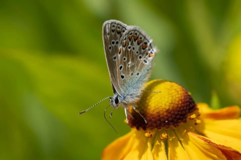Common blue butterfly (Polyommatus icarus) adult insect on a Helenium garden flower in summer,