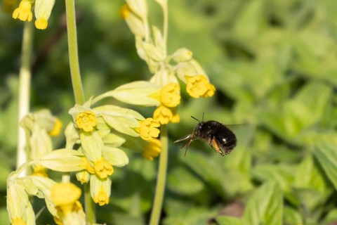 Ashy mining bee (Andrena cineraria) adult insect flying towards a Cowslip flower in spring,