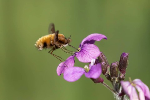 Bee fly (Bombylius major) adult insect feeding on Honesty flowers in spring, England, United
