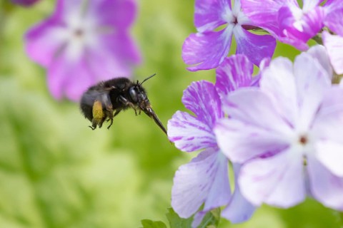 Ashy mining bee (Andrena cineraria) adult insect flying towards a garden flower in spring, England,