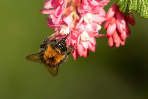 Common carder bumblebee (Bombus pascuorum) adult bee insect feeding on Ribes King Edward VII