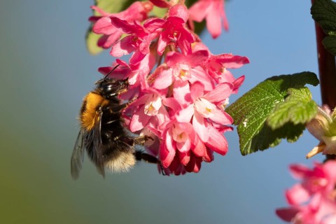 Buff tailed bumblebee (Bombus terrestris) adult bee insect feeding on Ribes King Edward VII