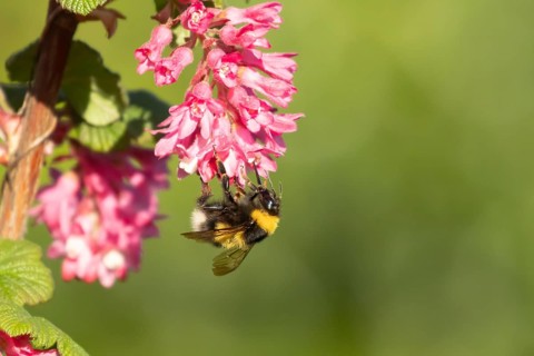 White tailed bumblebee (Bombus lucorum) adult bee insect feeding on Ribes King Edward VII flowering