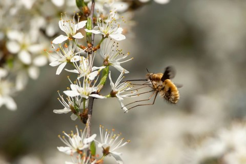 Bee fly (Bombylius major) adult insect feeding on Blackthorn tree blossom in spring, England,
