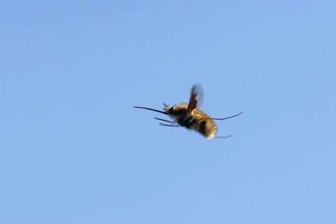 Bee fly (Bombylius major) adult insect flying against a blue sky, England, United Kingdom