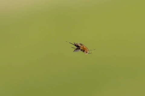 Bee fly (Bombylius major) adult insect flying, England, United Kingdom