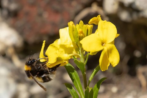 Buff tailed bumblebee (Bombus terrestris) adult bee insect feeding on a garden yellow Wallflower