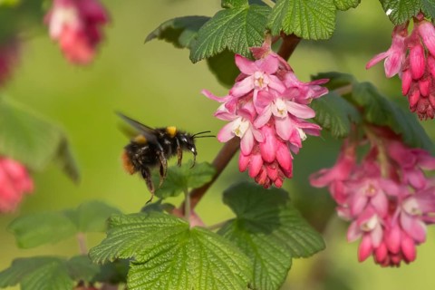 Buff tailed bumblebee (Bombus terrestris) adult bee insect flying towards a Ribes King Edward VII