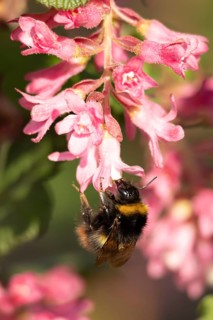Buff tailed bumblebee (Bombus terrestris) adult bee insect feeding on Ribes King Edward VII