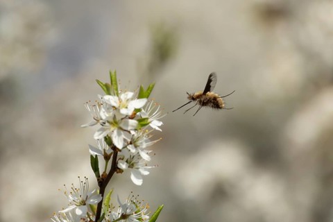 Bee fly (Bombylius major) adult insect flying towards Blackthorn tree blossom in spring, England,