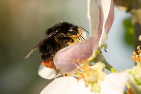 Red tailed bumblebee (Bombus lapidarius) adult insect feeding on apple tree blossom in spring,
