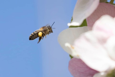 Honey bee (Apis mellifera) adult insect flying towards apple tree blossom in spring, England,